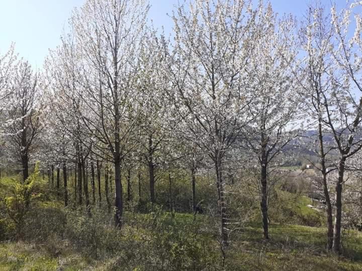 Ai Boschi Apartman Ozzano dell'Emilia Kültér fotó