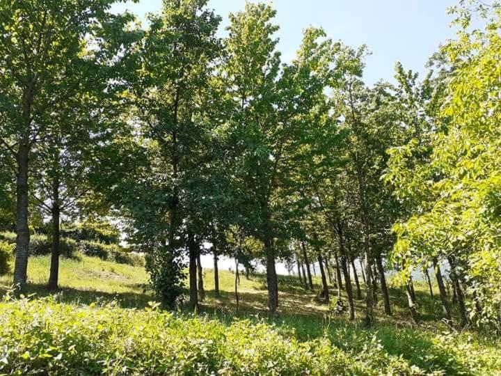 Ai Boschi Apartman Ozzano dell'Emilia Kültér fotó